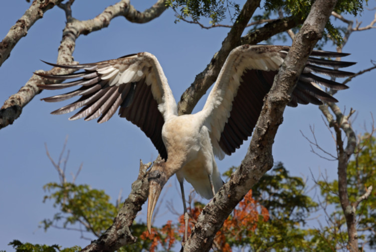 Wood Stork_Mycteria americana_5855