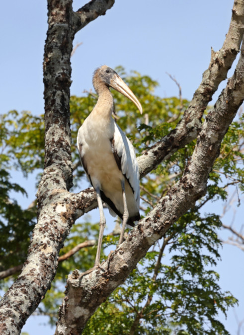 Wood Stork_Mycteria americana_5865