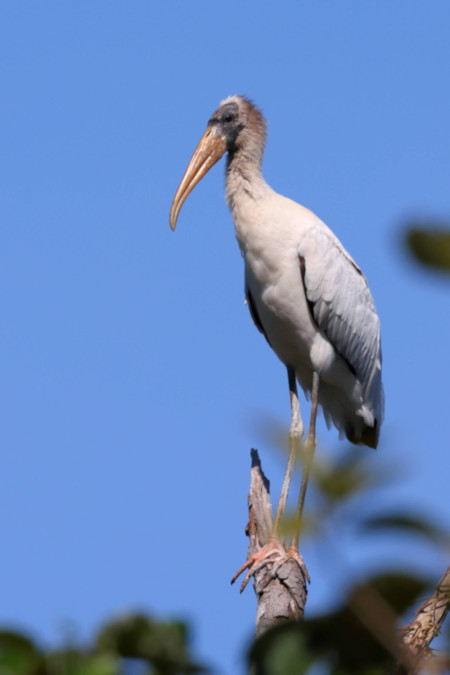 Wood Stork_Mycteria americana_5871