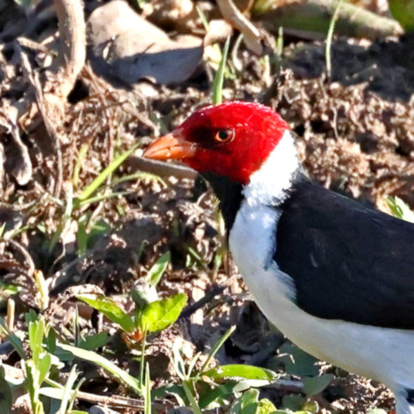 Yellow-billed Cardinal_Paroaria capitata_6088