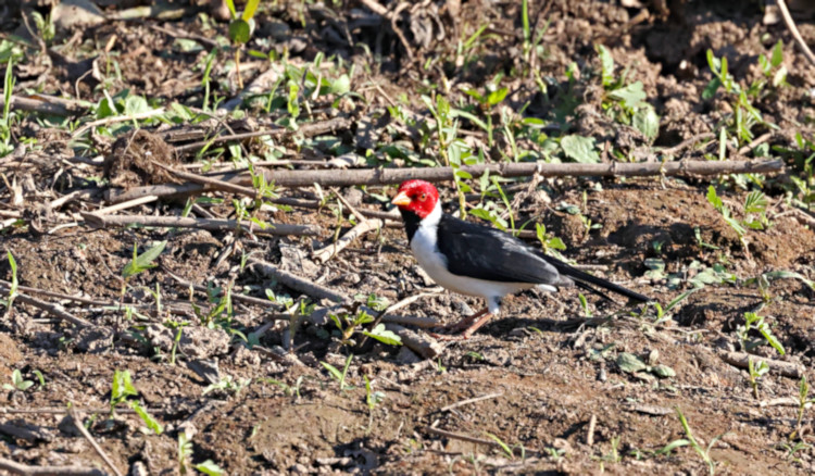 Yellow-billed Cardinal_Paroaria capitata_6089