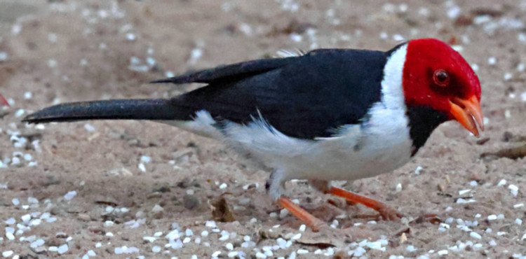 Yellow-billed Cardinal_Paroaria capitata_6407