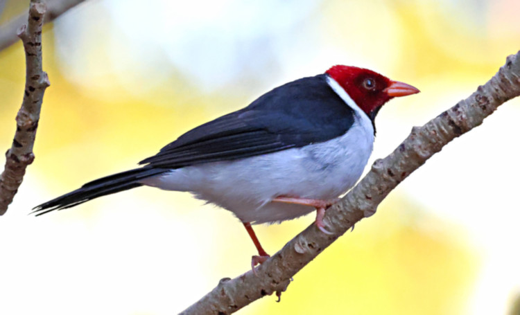 Yellow-billed Cardinal_Paroaria capitata_6479