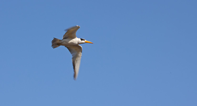 Yellow-billed Tern_Sternula superciliaris_4103