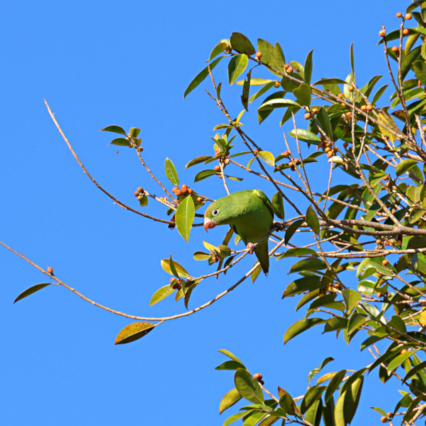 Yellow-chevroned Parakeet_Brotogeris chiriri_4783