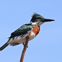 Amazon Kingfisher_Chloroceryle amazona_5925