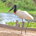 American Jabiru_Jabiru mycteria_4512