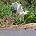 American Jabiru_Jabiru mycteria_Mating Pair_5327