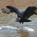Black Vulture_Coragyps atratus_4992