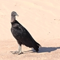 Black Vulture_Coragyps atratus_6019