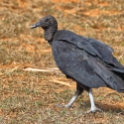 Black Vulture_Coragyps atratus_6793