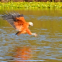 Black-collared Hawk_Busarellus nigricollis_4588