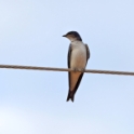 Blue-and-white Swallow_Pygochelidon cyanoleuca_4339
