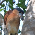 Boat-billed Heron - Cochlearius cochlearius_5896