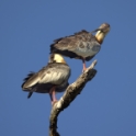 Buff-necked Ibis_Theristicus caudatus_P6577