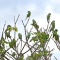 Canary-winged Parakeet_Brotogeris versicoluris_4304