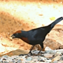 Chestnut-capped Blackbird_Chrysomus ruficapillus_Male_6803