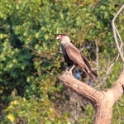 Crested Caracara_Caracara plancus_4153