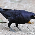 Giant Cowbird_Molothrus oryzivorus_6430