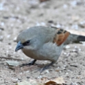 Grayish Baywing_Agelaioides badius_6436