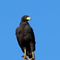 Great Black Hawk_Buteogallus urubitinga_4846