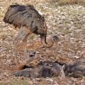 Greater Rhea_Rhea americana_6792