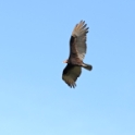Greater yellow-headed vulture_Cathartes melambrotus_5626