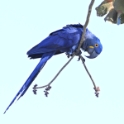 Hyacinth Macaw_Anodorhynchus hyacinthinus_6307