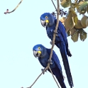 Hyacinth Macaw_Anodorhynchus hyacinthinus_6323