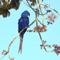 Hyacinth Macaw_Anodorhynchus hyacinthinus_6361