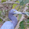 Little Blue Heron_Egretta caerulea_4470