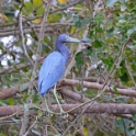Little Blue Heron_Egretta caerulea_4471