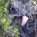 Neotropic Cormorant_Phalacrocorax brasilianust_5435