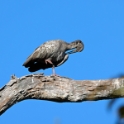 Plumbeous Ibis_Theristicus caerulescens_6583