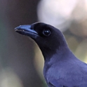 Purplish Jay_Cyanocorax cyanomelas_6440