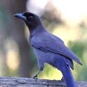 Purplish Jay_Cyanocorax cyanomelas_6441