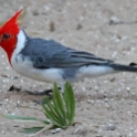 Red-crested Cardinal_Paroaria coronata_6419