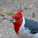 Red-crested Cardinal_Paroaria coronata_6421