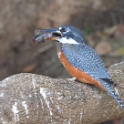 Ringed Kingfisher_Ceryle torquata_5377