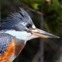 Ringed Kingfisher_Ceryle torquata_5384