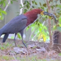 Rufescent Tiger Heron_Tigrisoma lineatum_4325