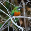 Rufous-tailed Jacamar_Galbula ruficauda_5456