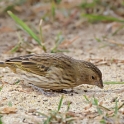 Saffron Finch_Sicalis flaveola_Female_4532