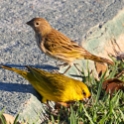 Saffron Finch_Sicalis flaveola_Male & Female_4768 - Copy