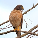 Savanna Hawk_Buteogallus meridionalis_4357