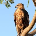 Savanna Hawk_Buteogallus meridionalis_Juvenile_6183