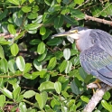 Striated Heron_Butorides striata_4560