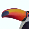 Toko Toucan_Ramphastos toco_6508