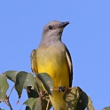 Tropical Kingbird_Tyrannus melancholicus_4646