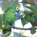 Turquoise-fronted Parrot_Amazona aestiva_6533